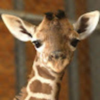 StackShare profile picture for @ann