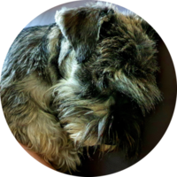 StackShare profile picture for @reis