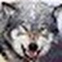 StackShare profile picture for @crawls