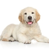 StackShare profile picture for @DOGGY