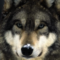 StackShare profile picture for @wolf