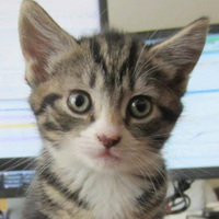 StackShare profile picture for @hemal