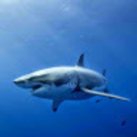 StackShare profile picture for @plamen