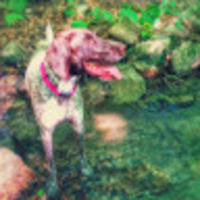 StackShare profile picture for @gaston